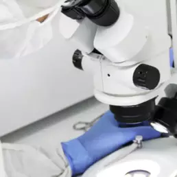 recherche bonegraft